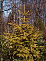 Picea abies Aurea IMG_4634 Świerk pospolity